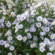 Aster n.-b. 'Porzellan' GM P9