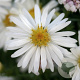 Aster (D) 'Niobe' GM P9