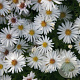Aster (D) 'Niobe' GM P9