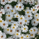 Aster (D) 'Niobe' GM P9