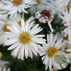 Aster (D) 'Niobe' GM P9