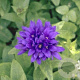 Campanula glom. 'Superba' GM P9