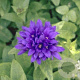 Campanula glom. 'Superba' GM P9
