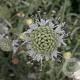 Cephalaria leucantha GM P9