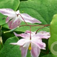 Epimedium y. 'Roseum' GM P9