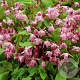 Epimedium y. 'Roseum' GM P9