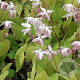 Epimedium y. 'Roseum' GM P9
