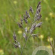 Festuca rubra GM P9