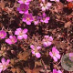 Geranium 'Bob's Blunder' GM  P11
