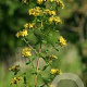 Hypericum tetrapterum GM P9