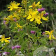 Hypericum tetrapterum GM P9