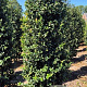 Ilex aquipernyi Dragon Lady 200-225 cm draadkluit extra