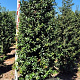Ilex aquipernyi Dragon Lady 200-225 cm draadkluit extra