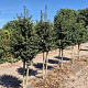 Ilex aquipernyi Dragon Lady 200-225 cm draadkluit stam