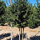 Ilex aquipernyi Dragon Lady 200-225 cm draadkluit stam