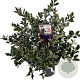 Ilex  Ingrammii 15 cm P12
