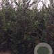 Ilex aq. 'J.C. van Tol' 15 cm P12