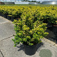 Ilex crenata 'Convexed Gold' 15 cm P12