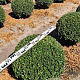Ilex crenata 'Caroline Upright' 60 cm draadkluit bol