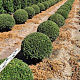 Ilex crenata 'Caroline Upright' 60 cm draadkluit bol