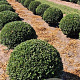 Ilex crenata 'Caroline Upright' 70 cm draadkluit bol