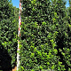 Ilex meserv. 'Heckenstar' 200-225 cm draadkluit extra