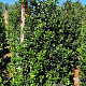 Ilex meserv. Blue Maid 175-200 cm draadkluit extra