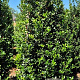 Ilex meserv. Blue Maid 200-225 cm draadkluit extra