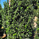 Ilex meserv. 'Blue Prince' 175-200 cm draadkluit extra