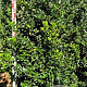 Ilex meserv. 'Blue Prince' 200-225 cm draadkluit extra