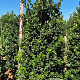Ilex meserv. 'Blue Prince' 200-225 cm draadkluit extra