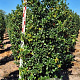 Ilex meserv. Heckenfee 150-175 cm draadkluit extra