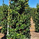 Ilex meserv. Heckenfee 175-200 cm draadkluit extra