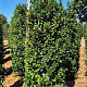 Ilex meserv. Heckenfee 175-200 cm draadkluit extra