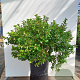 Ilex meserv. Little Rascal 15 cm P12