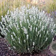 Lavandula ang. 'Alba' 25 cm P15