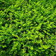 Lonicera nit. 'Tiny Green' 20 cm P15
