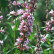 Lythrum sal. 'Pink Tails' GM P9