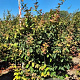 Parrotia persica 'Vanessa' 175-200 cm draadkluit