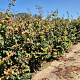 Parrotia persica 'Vanessa' 175-200 cm draadkluit