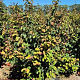 Parrotia persica 'Vanessa' 175-200 cm draadkluit