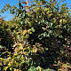Parrotia persica 'Vanessa' 175-200 cm draadkluit