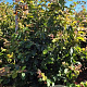 Parrotia persica 'Vanessa' 200-225 cm draadkluit