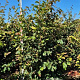 Parrotia persica 'Vanessa' 200-225 cm draadkluit