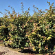 Parrotia persica 'Vanessa' 200-225 cm draadkluit