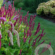 Persicaria a. 'September Spires' GM P9