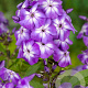 Phlox (P) 'Laura' GM P9