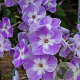 Phlox (P) 'Laura' GM P9