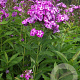 Phlox (P) 'Laura' GM P9