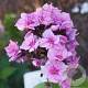 Phlox (P) Zenobia GM P9